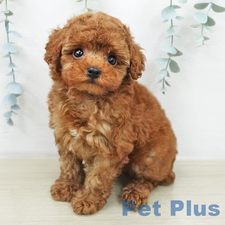 トイ・プードル