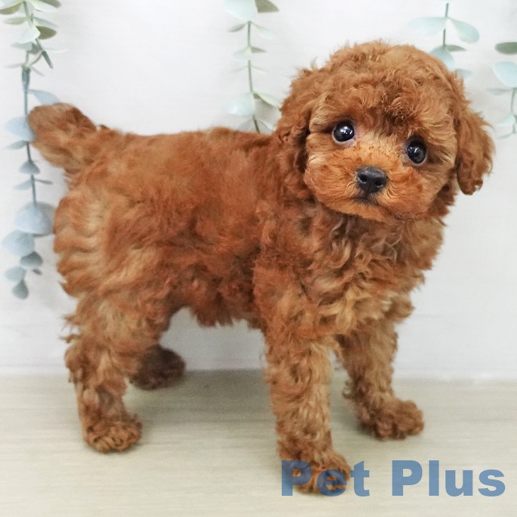 トイ・プードル