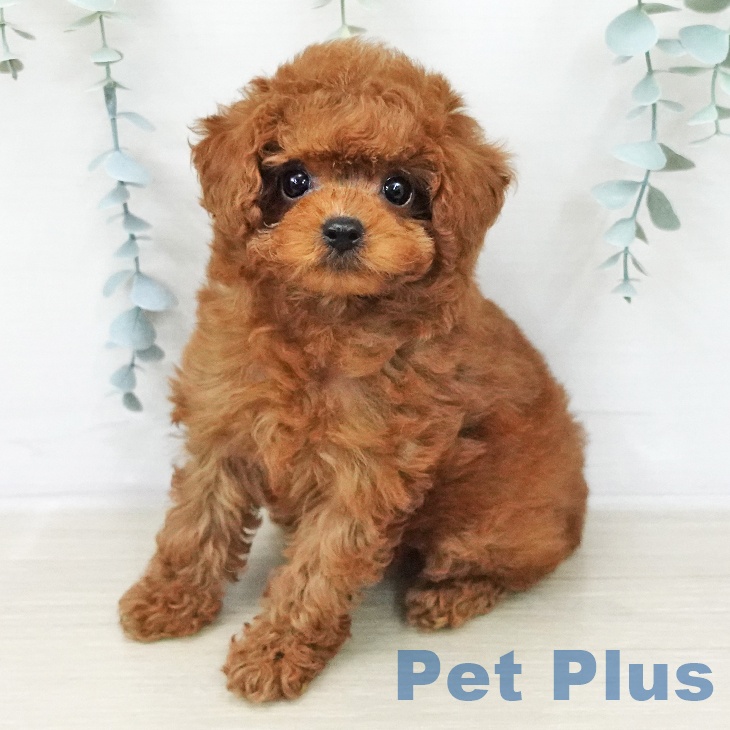 トイ・プードル