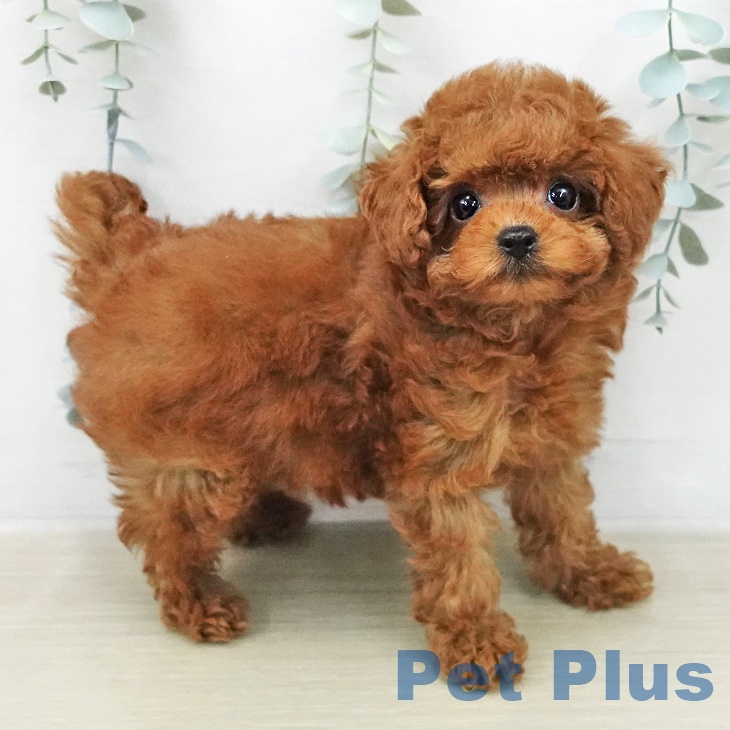 トイ・プードルの写真2