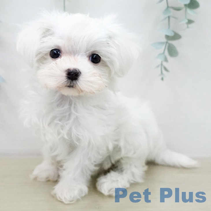 マルチーズの写真2