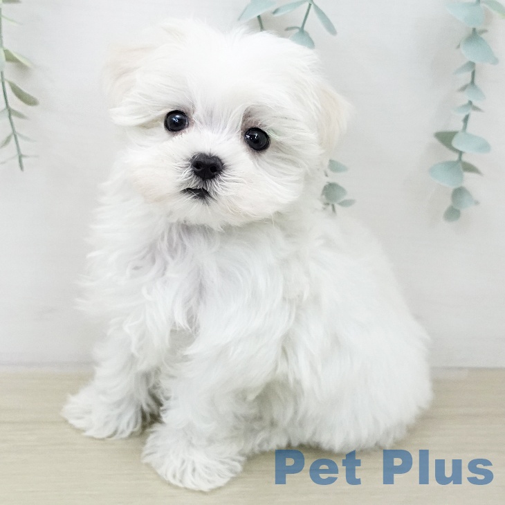 東京都のマルチーズ (ペットプラス アクアシティお台場店/2025年12月31日生まれ/男の子/ホワイト)の子犬の1枚目の画像