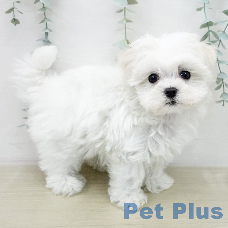 東京都のマルチーズ (ペットプラス アクアシティお台場店/2025年12月31日生まれ/男の子/ホワイト)の子犬の2枚目の画像