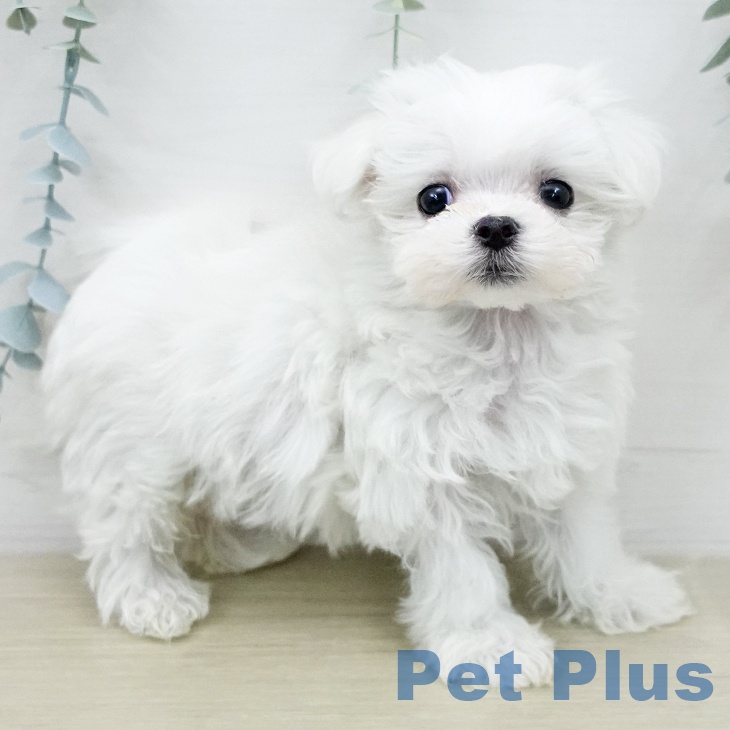 マルチーズの写真2