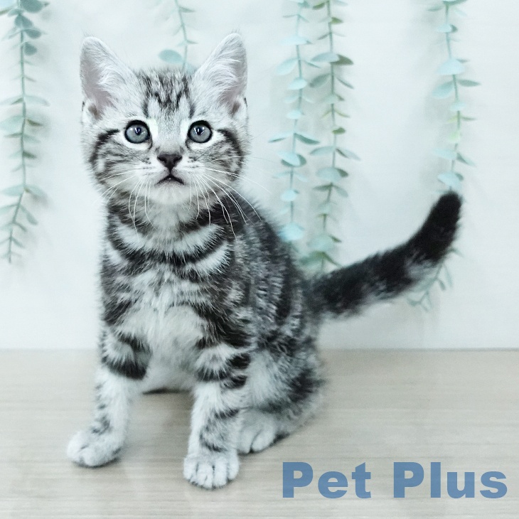 アメリカンショートヘアの写真1