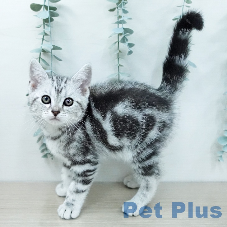 アメリカンショートヘア