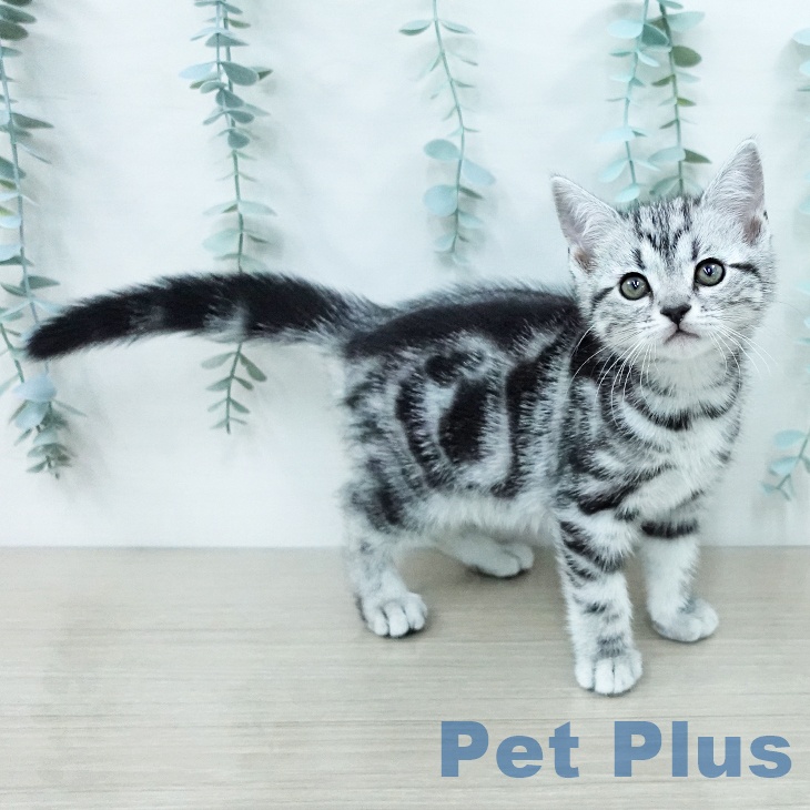 アメリカンショートヘア