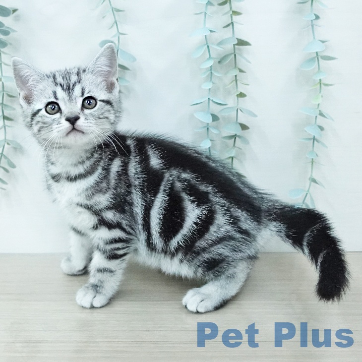 アメリカンショートヘア