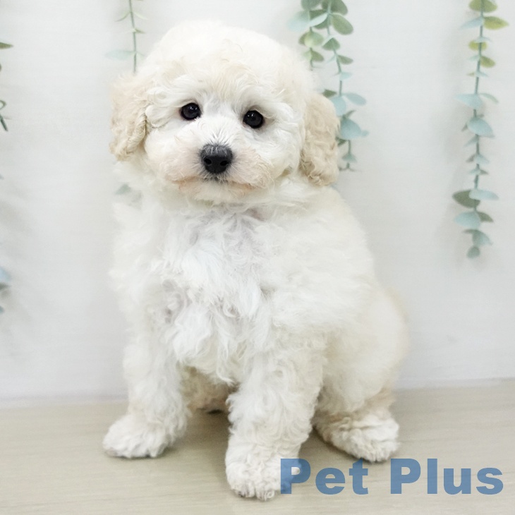 トイ・プードル