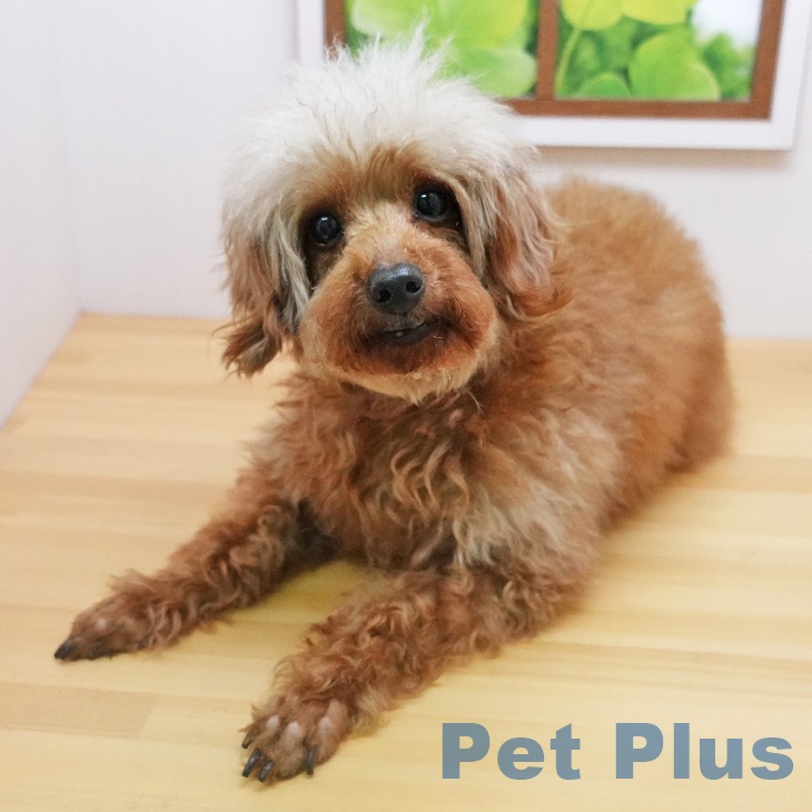 プードル トイ・プードルの詳細情報 | PetPlus パートナードッグ&キャット