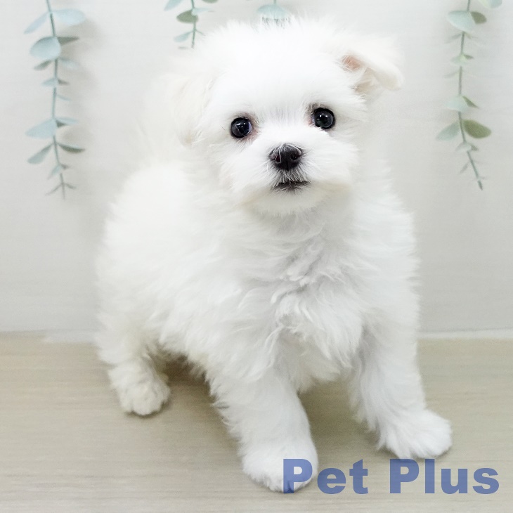 マルチーズの写真2