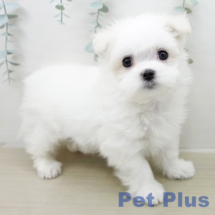 マルチーズの写真2