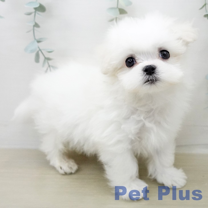 マルチーズの写真2