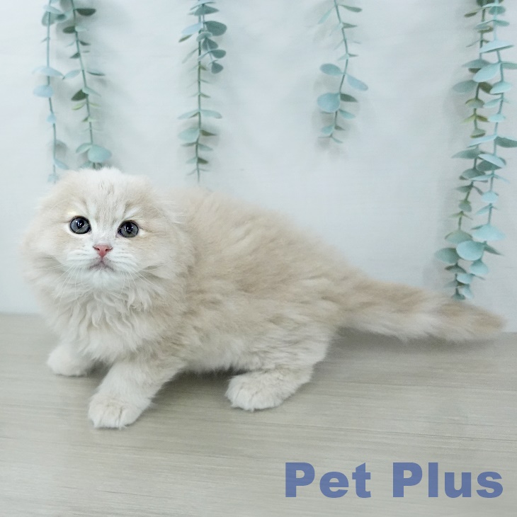 スコティッシュフォールドの写真2