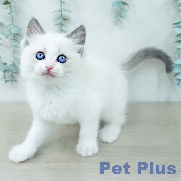 ラグドールの写真2