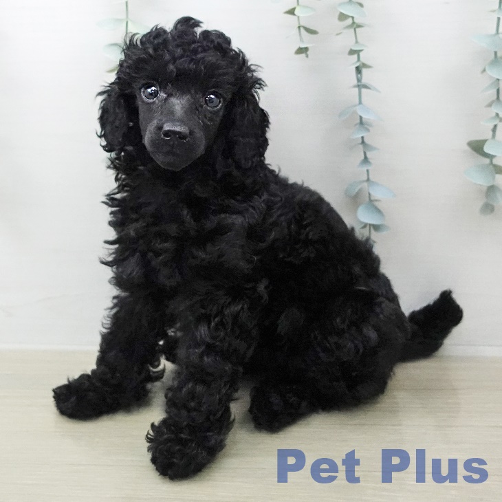 トイ・プードル