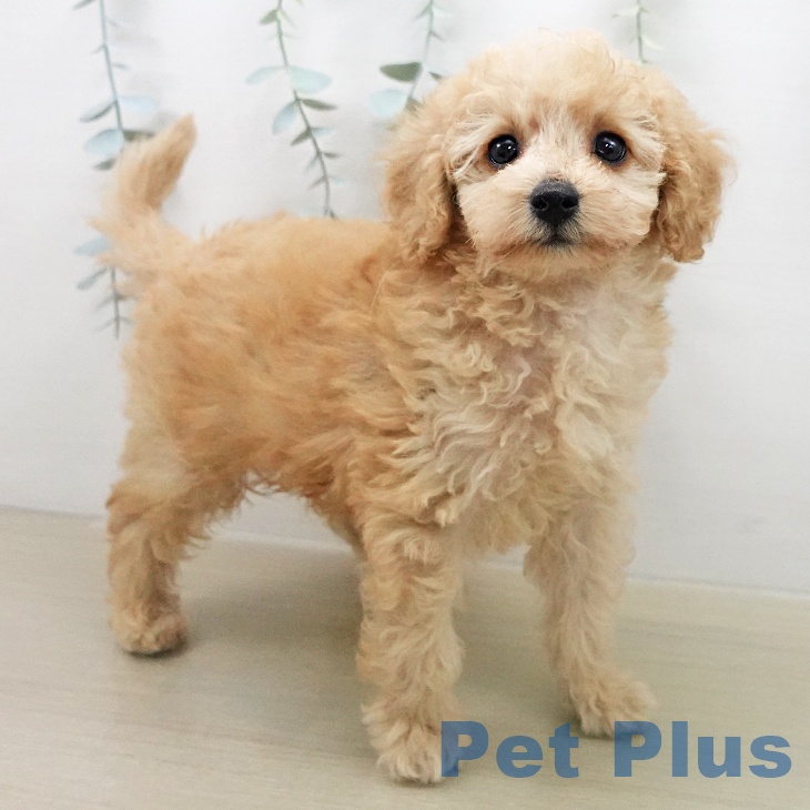 千葉県のトイプードル(トイ) (ペットプラス 木更津店/2026年1月3日生まれ/男の子/アプリコット)の子犬の1枚目の画像