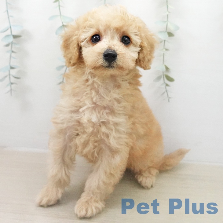 千葉県のトイプードル(トイ) (ペットプラス 木更津店/2026年1月3日生まれ/男の子/アプリコット)の子犬の2枚目の画像