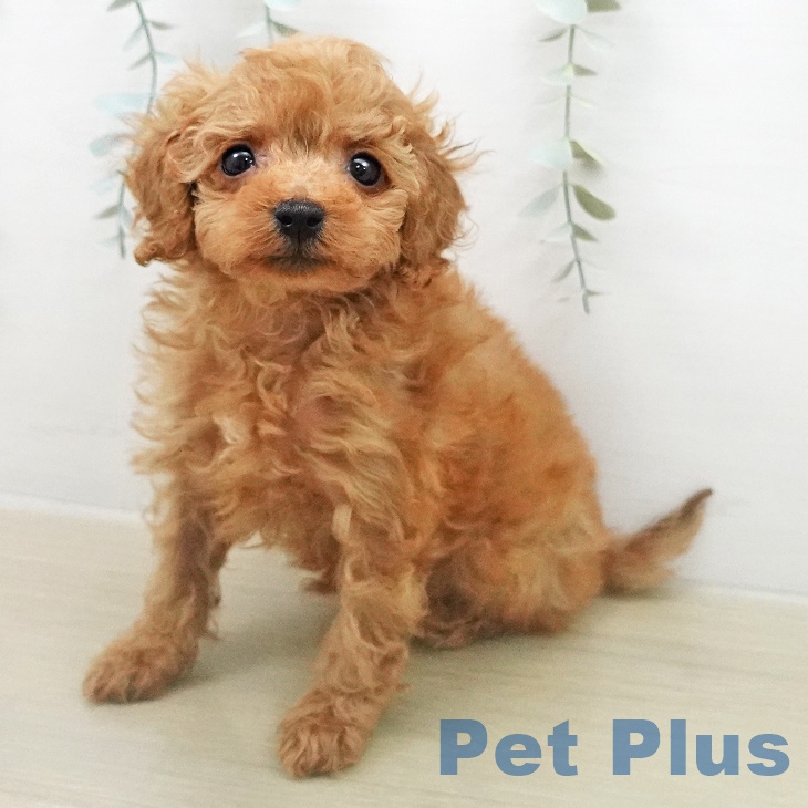 トイ・プードル