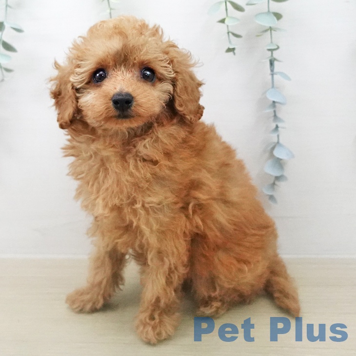 トイ・プードルの写真2