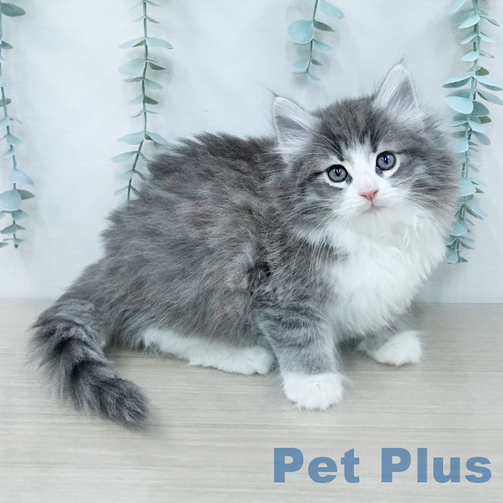 ノルウェージャンフォレストキャット