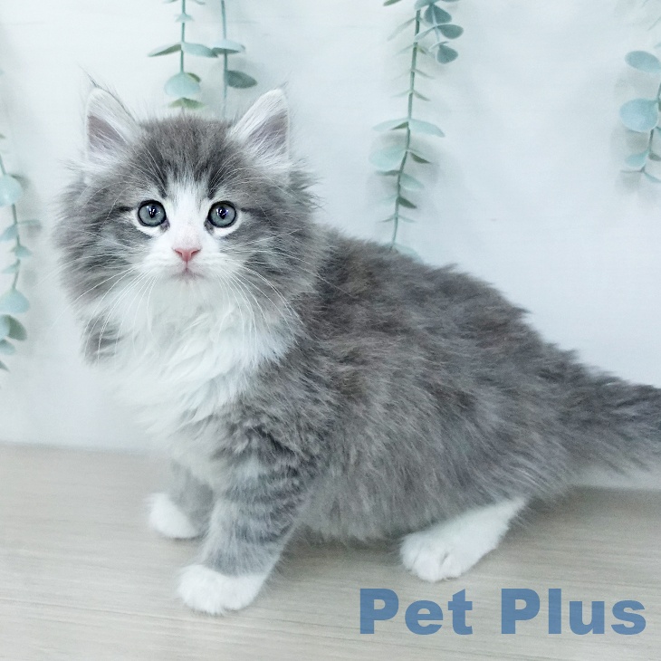 ノルウェージャンフォレストキャットの写真2