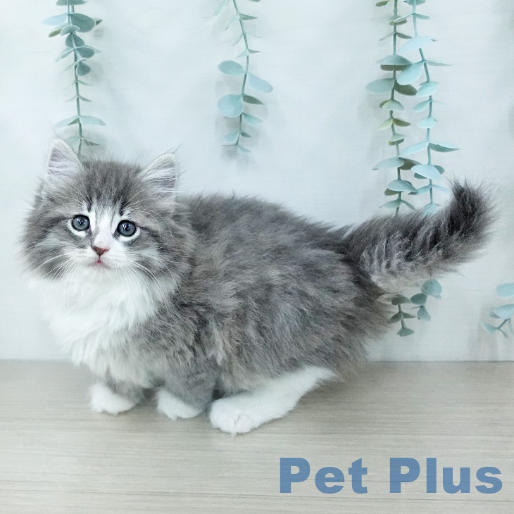 ノルウェージャンフォレストキャットの写真2