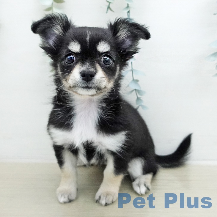 埼玉県のチワワ(ロング) (ペッツワン 新座店/2026年1月8日生まれ/女の子/ブラックタンホワイト)の子犬の1枚目の画像