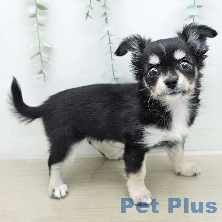 埼玉県のチワワ(ロング) (ペッツワン 新座店/2026年1月8日生まれ/女の子/ブラックタンホワイト)の子犬の2枚目の画像