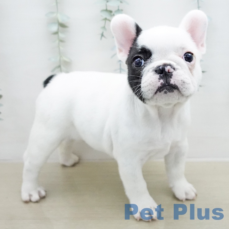 フレンチ・ブルドッグの写真2