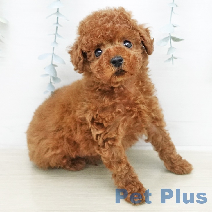 トイ・プードル