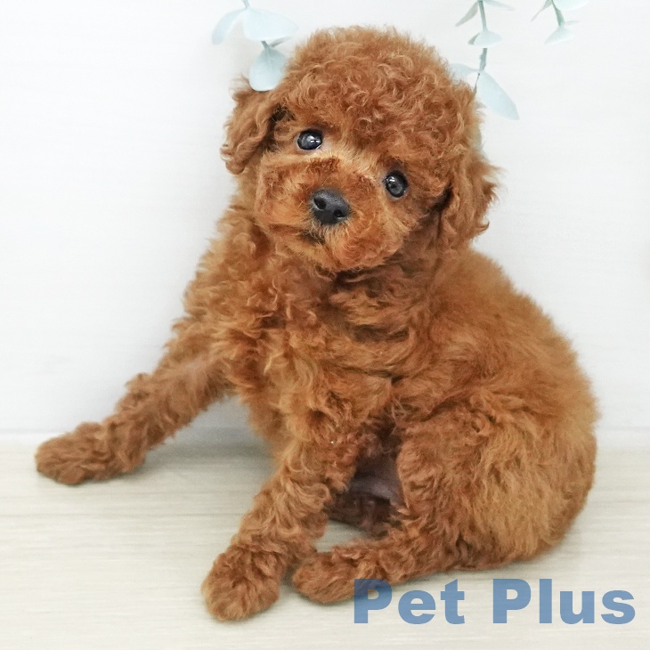 トイ・プードル