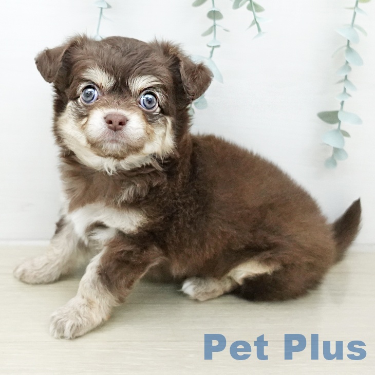 埼玉県のチワワ(ロング) (ペッツワン 新座店/2026年1月8日生まれ/男の子/チョコレートタンホワイト)の子犬の1枚目の画像