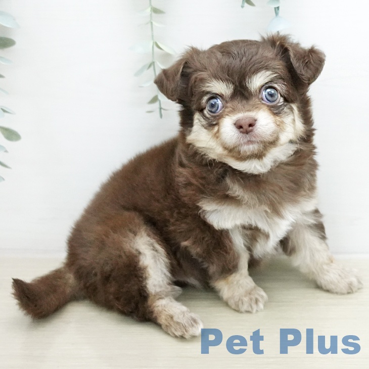 埼玉県のチワワ(ロング) (ペッツワン 新座店/2026年1月8日生まれ/男の子/チョコレートタンホワイト)の子犬の2枚目の画像