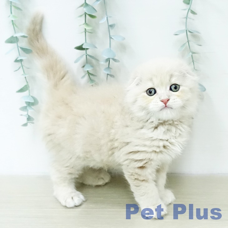 スコティッシュフォールド