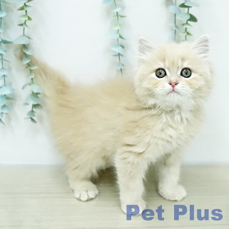 ラガマフィンの写真2