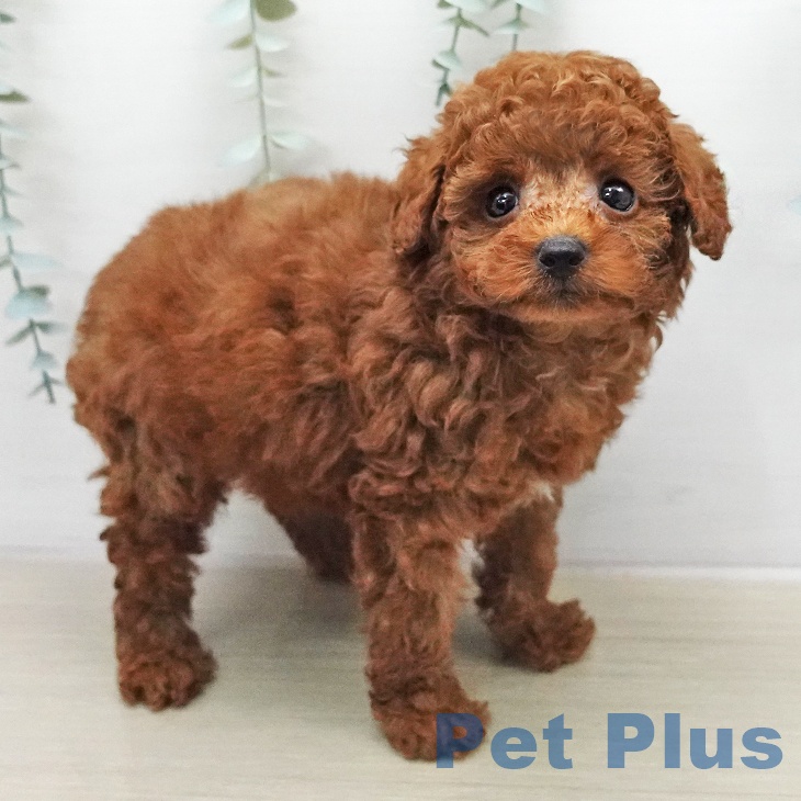 神奈川県のトイプードル(トイ) (ペットプラス モザイクモール港北店/2026年1月9日生まれ/男の子/レッド)の子犬の1枚目の画像