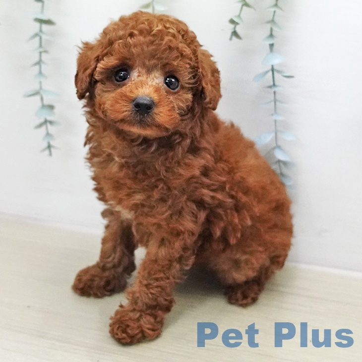 神奈川県のトイプードル(トイ) (ペットプラス モザイクモール港北店/2026年1月9日生まれ/男の子/レッド)の子犬の2枚目の画像