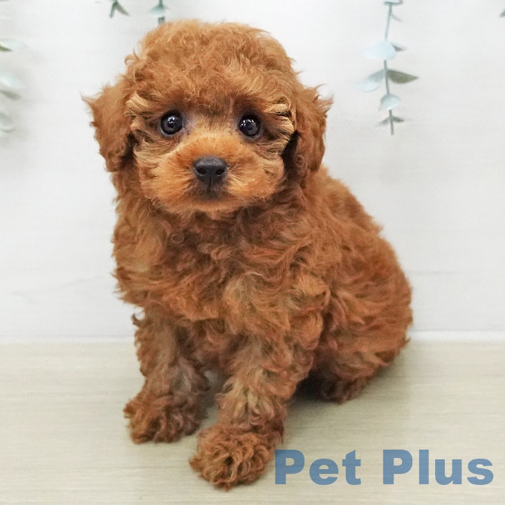 神奈川県のトイプードル(トイ) (ペットプラス モザイクモール港北店/2026年1月9日生まれ/女の子/レッド)の子犬の1枚目の画像