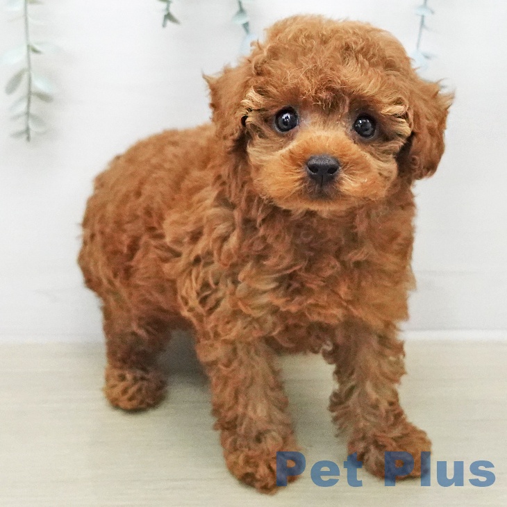 神奈川県のトイプードル(トイ) (ペットプラス モザイクモール港北店/2026年1月9日生まれ/女の子/レッド)の子犬の2枚目の画像