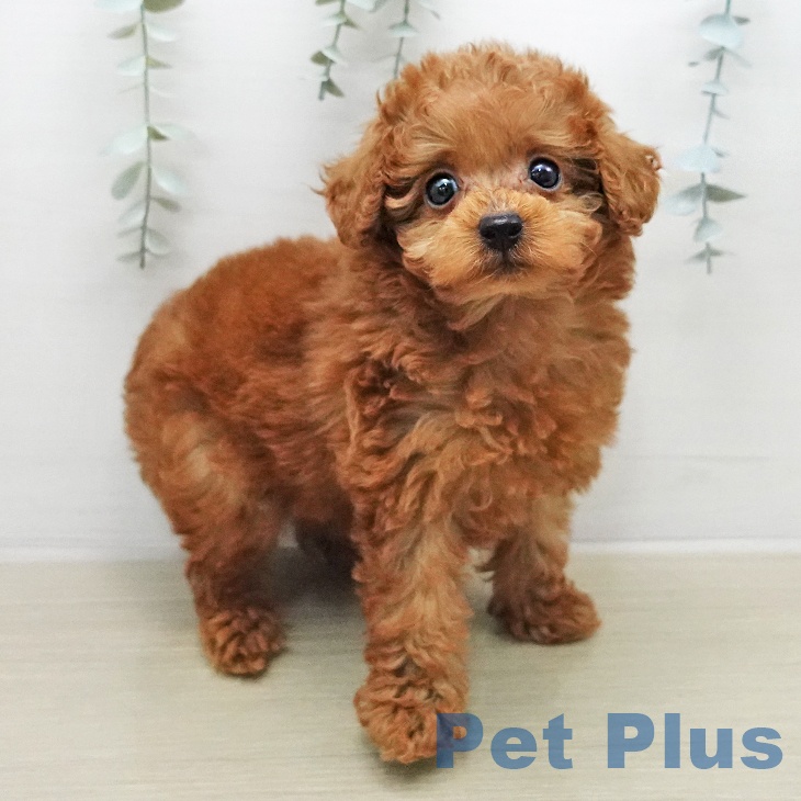 神奈川県のトイプードル(トイ) (ペットプラス モザイクモール港北店/2026年1月8日生まれ/女の子/レッド)の子犬の2枚目の画像
