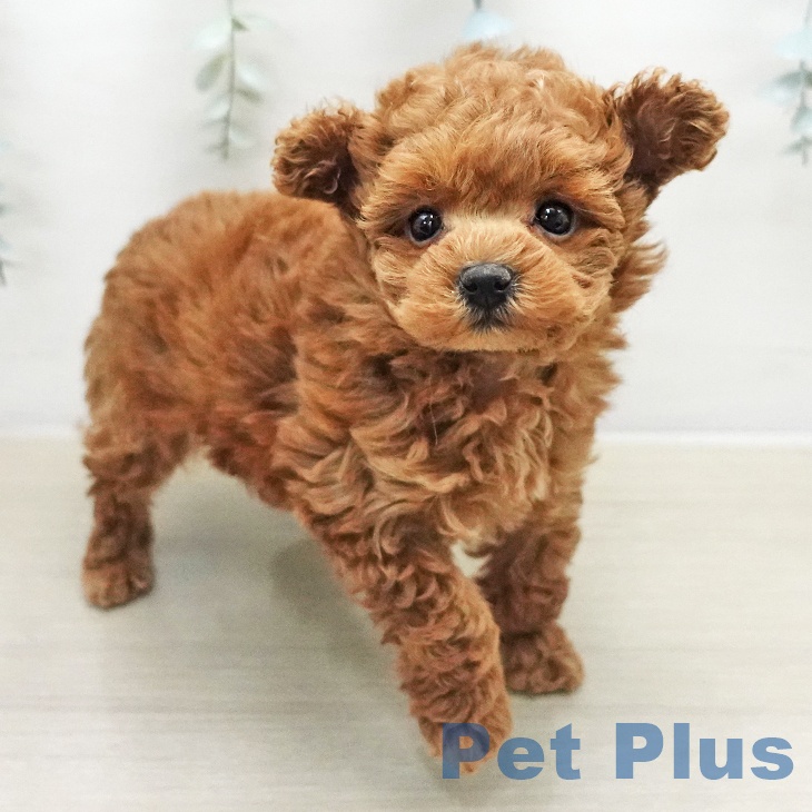神奈川県のトイプードル(トイ) (ペットプラス モザイクモール港北店/2026年1月9日生まれ/女の子/レッド)の子犬の1枚目の画像