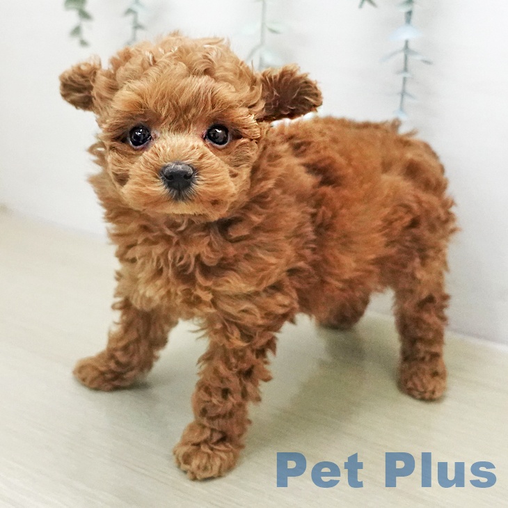 神奈川県のトイプードル(トイ) (ペットプラス モザイクモール港北店/2026年1月9日生まれ/女の子/レッド)の子犬の2枚目の画像