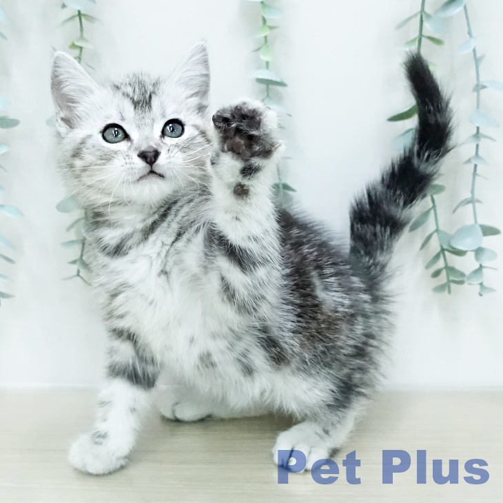 アメリカンショートヘア