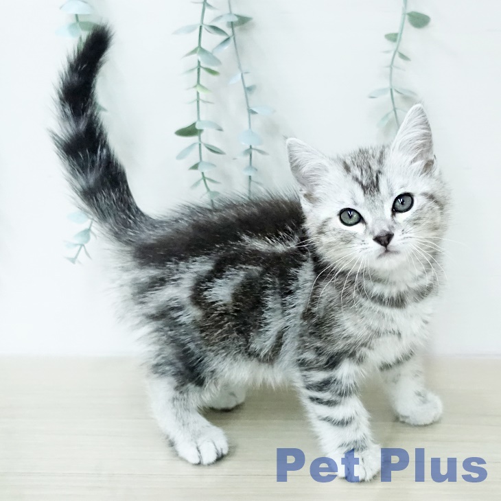 アメリカンショートヘアの写真2