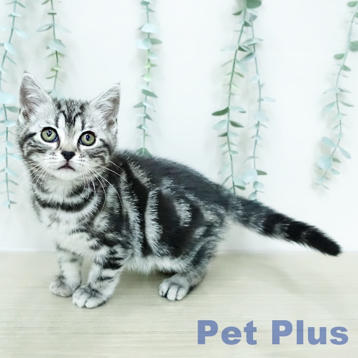 アメリカンショートヘア