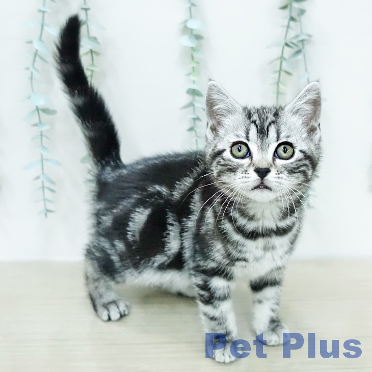 アメリカンショートヘアの写真2