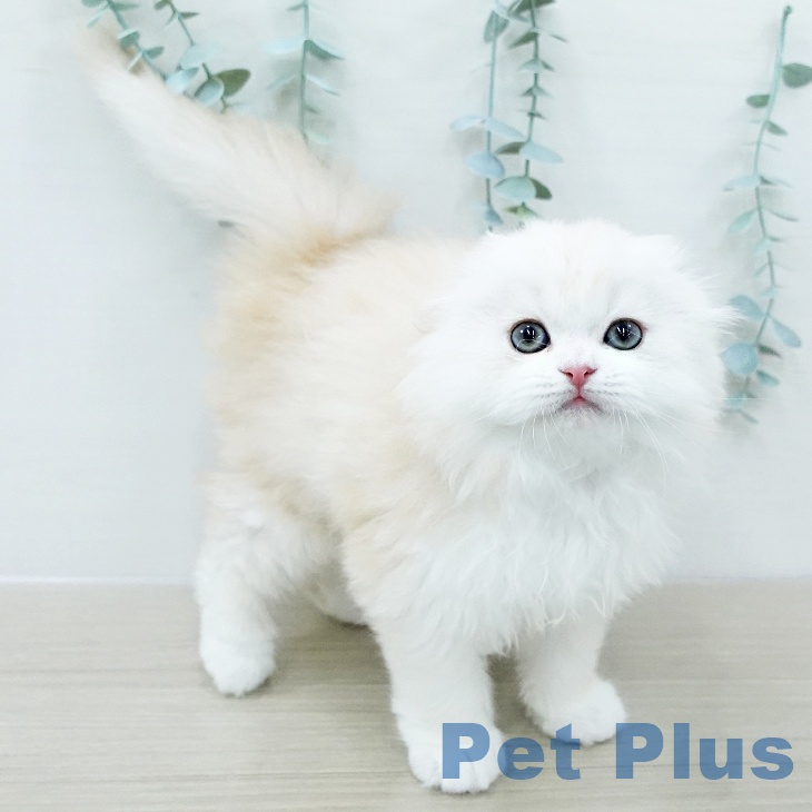 神奈川県のスコティッシュフォールド (ペットプラス モザイクモール港北店/2026年1月7日生まれ/男の子/クリームタビーホワイト)の子猫の1枚目の画像