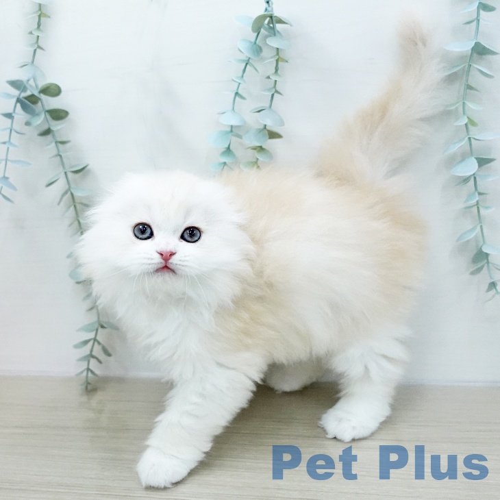 神奈川県のスコティッシュフォールド (ペットプラス モザイクモール港北店/2026年1月7日生まれ/男の子/クリームタビーホワイト)の子猫の2枚目の画像