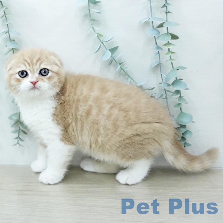 スコティッシュフォールド